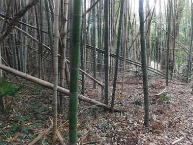 青梅市今寺二丁目
566番ハの競売物件