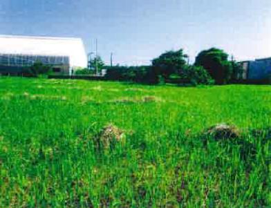 長生郡白子町中里字浜通
５３３６番１の競売物件