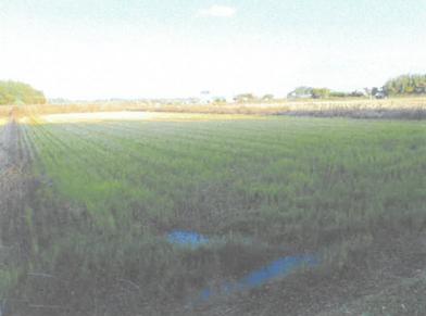 水戸市吉沼町字沼内
２３８番の競売物件