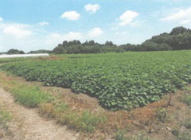 水戸市小林町字根崎
１５４０番の競売物件