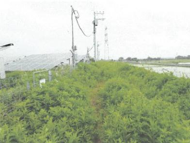 稲敷市本新
５３５番２の競売物件