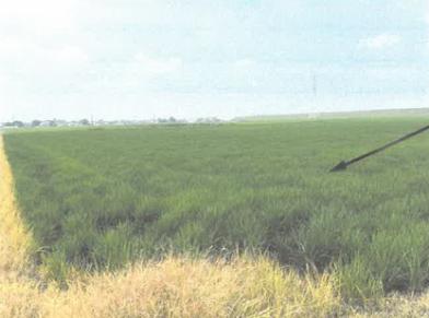 栃木市藤岡町部屋字手代
１３０４番の競売物件