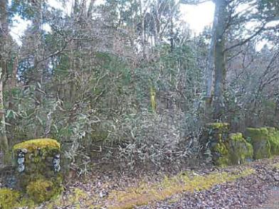 裾野市須山字藤原
２２５５番２１５６の競売物件