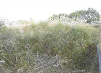 南都留郡山中湖村平野字関口
２５１番の競売物件