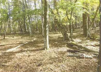 南都留郡山中湖村平野字柳原
５４５番１２の競売物件