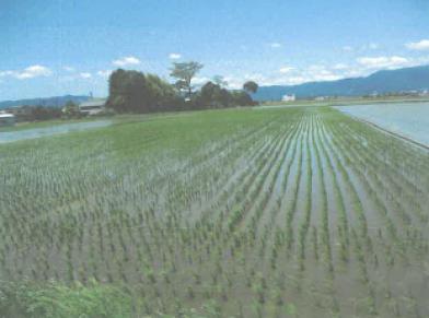 守山市立田町字上別所
3548番の競売物件