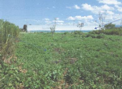 坂井市三国町池上４９字松原畑
３３番の競売物件