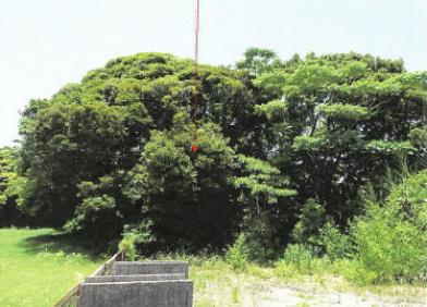 志布志市志布志町安楽字高尾
６１５４番１２の競売物件