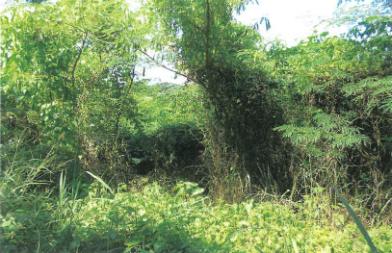 南城市知念字安座真安座真原
２７９番１の競売物件