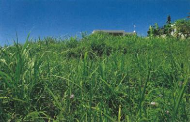 国頭郡本部町字瀬底前久保原
４５８７番１の競売物件