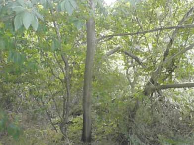 三戸郡階上町蒼前西四丁目
９番９５８の競売物件